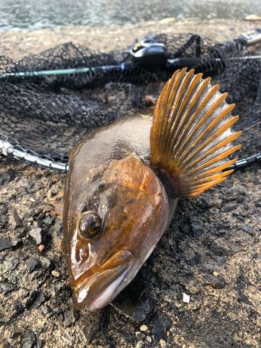 アイナメの釣果