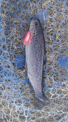 イワナの釣果