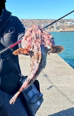 マカジカの釣果