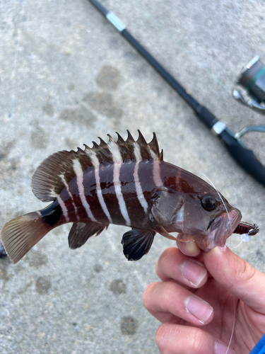 マハタの釣果