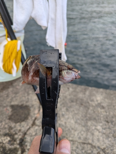 アカササノハベラの釣果