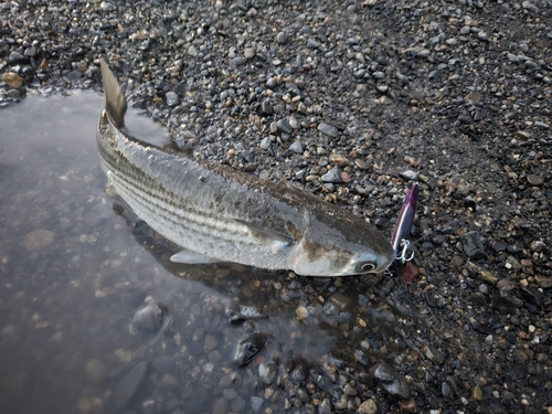 ボラの釣果