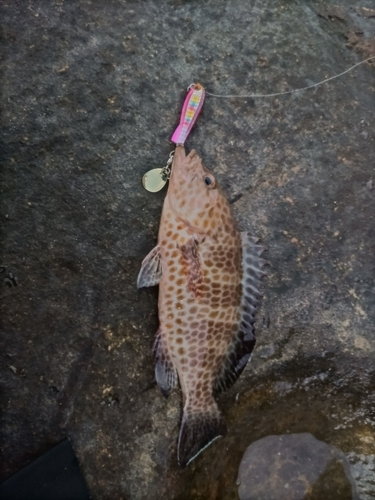 オオモンハタの釣果