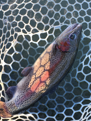 レインボートラウトの釣果