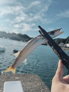 カマスの釣果