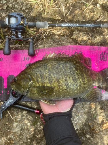 スモールマウスバスの釣果