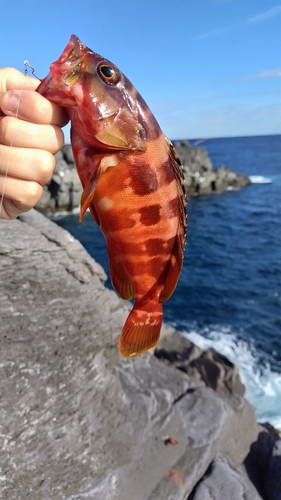 アカハタの釣果