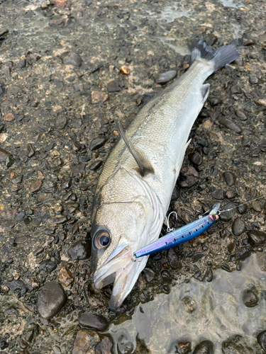 フッコ（マルスズキ）の釣果