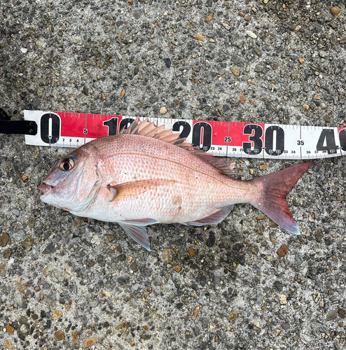 マダイの釣果