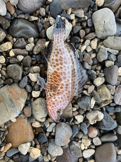 オオモンハタの釣果