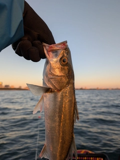 シーバスの釣果