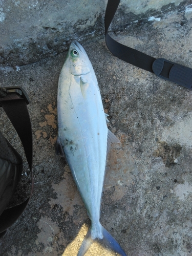 ミナミイケカツオの釣果