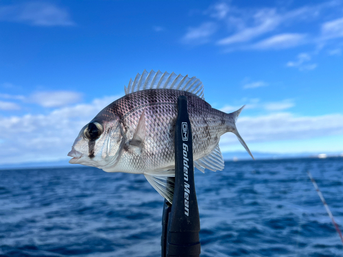 メイチダイの釣果