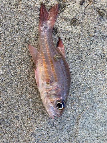 オオスジイシモチの釣果