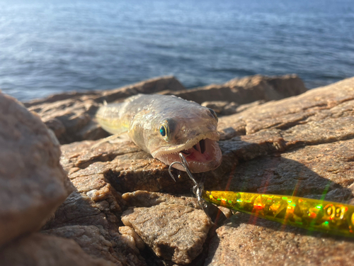 エソの釣果