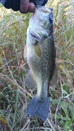 ラージマウスバスの釣果