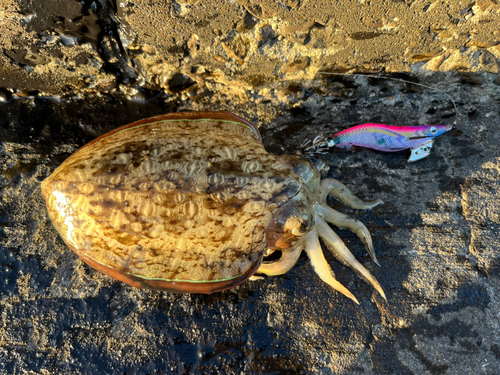 鳩の釜港