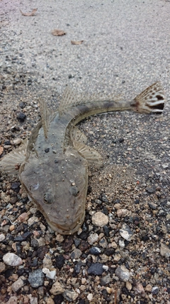 マゴチの釣果