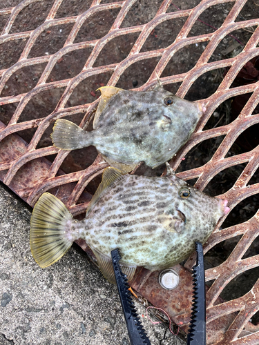 平磯海づり公園