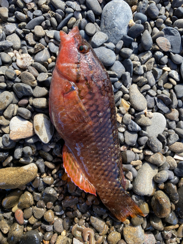 アカササノハベラの釣果