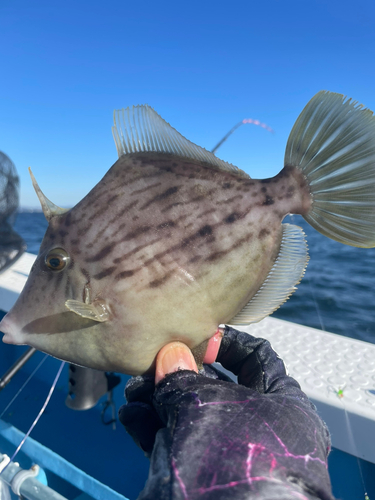 カワハギの釣果