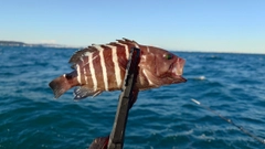 アオハタの釣果