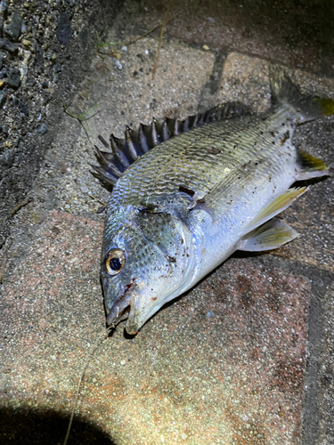 キビレの釣果