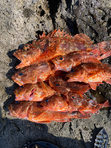 カサゴの釣果