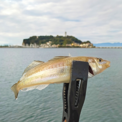 シロギスの釣果