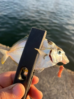 ヒイラギの釣果