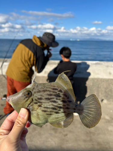 カワハギの釣果