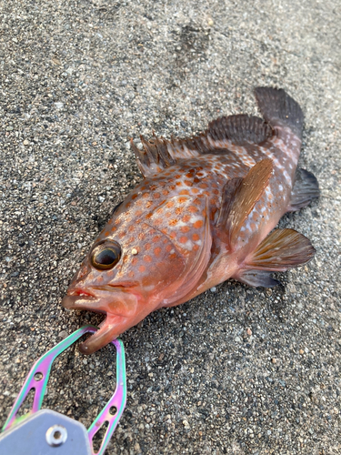 キジハタの釣果