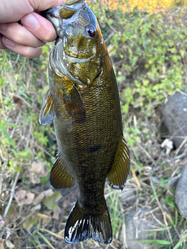 スモールマウスバスの釣果