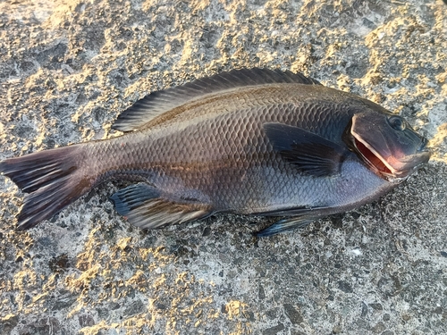 メジナの釣果