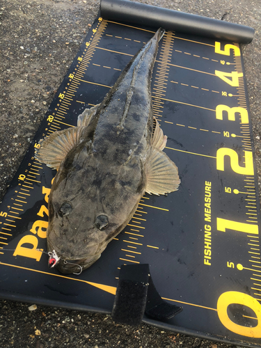 マゴチの釣果