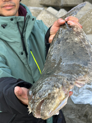 ヒラメの釣果