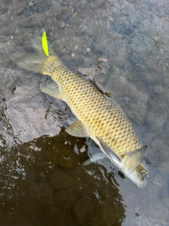 コイの釣果