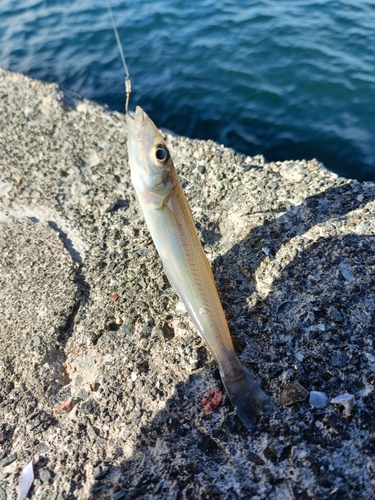 キスの釣果