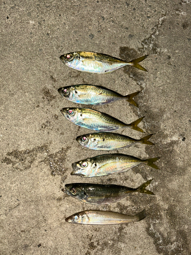 アジの釣果