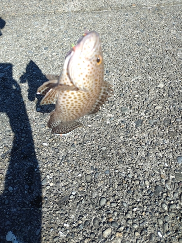 オオモンハタの釣果