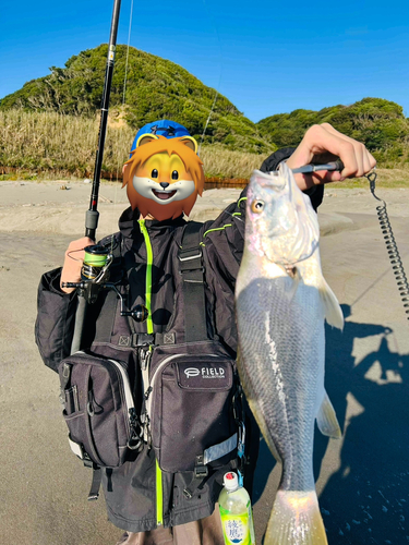 ニベの釣果