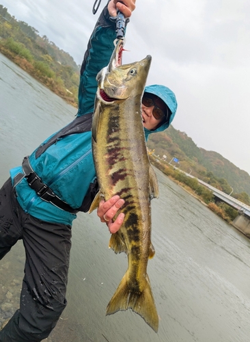 シロザケの釣果