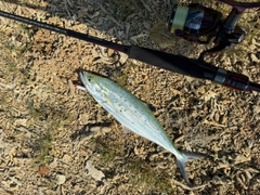 イケカツオの釣果