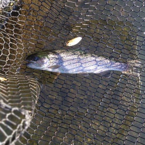 ニジマスの釣果