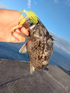 クロソイの釣果