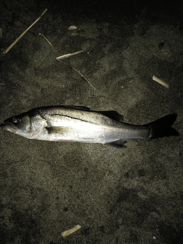 セイゴ（マルスズキ）の釣果