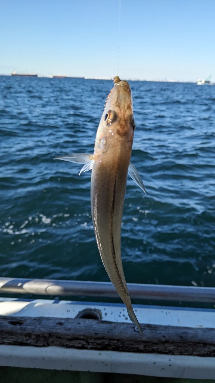 フィッシング パパさんの釣果 2枚目の画像