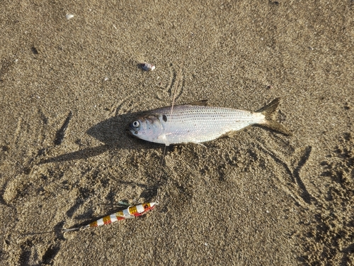 コノシロの釣果