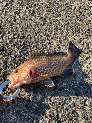 オオモンハタの釣果