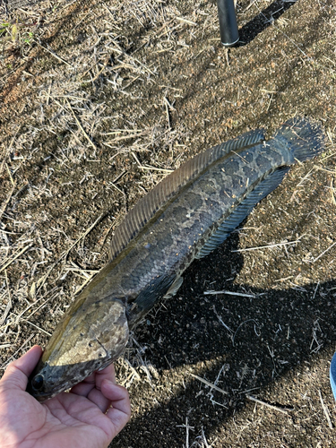 カムルチーの釣果